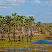 Lade das Bild in den Galerie-Viewer, Carnaubawachs Bio 120g