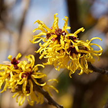 Lade das Bild in den Galerie-Viewer, Hamameliswasser Bio 100ml