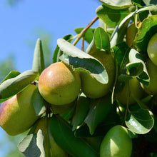 Lade das Bild in den Galerie-Viewer, Jojobaöl Bio 100ml