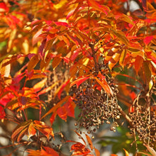 Lade das Bild in den Galerie-Viewer, Beerenwachs 120g