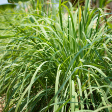Lade das Bild in den Galerie-Viewer, Lemongrass Bio