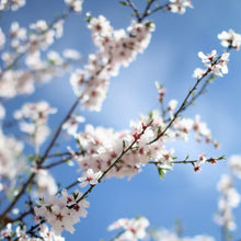 Lade das Bild in den Galerie-Viewer, Mandelöl Bio 100ml