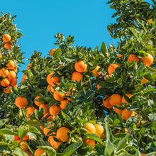 Lade das Bild in den Galerie-Viewer, Orange Bio