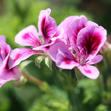 Lade das Bild in den Galerie-Viewer, Rosengeranie Bio