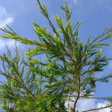 Lade das Bild in den Galerie-Viewer, Teebaum Bio