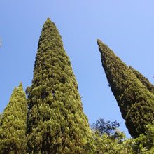 Lade das Bild in den Galerie-Viewer, Zypresse Bio