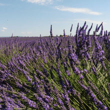 Lade das Bild in den Galerie-Viewer, Lavendel Bio
