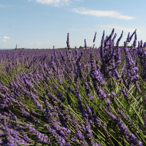 Lavendel Bio